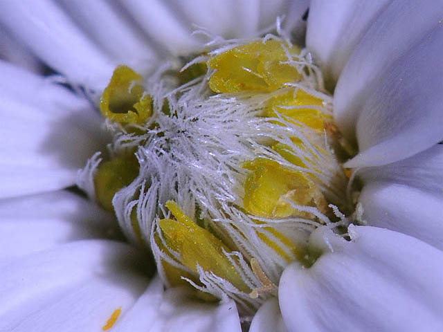 Townsendia jonesii var. jonesii (Jones' townsend daisy) #74788