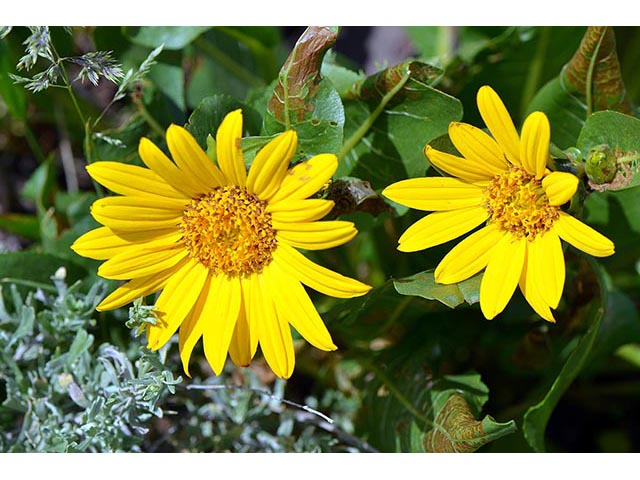 Wyethia amplexicaulis (Mule-ears) #74805