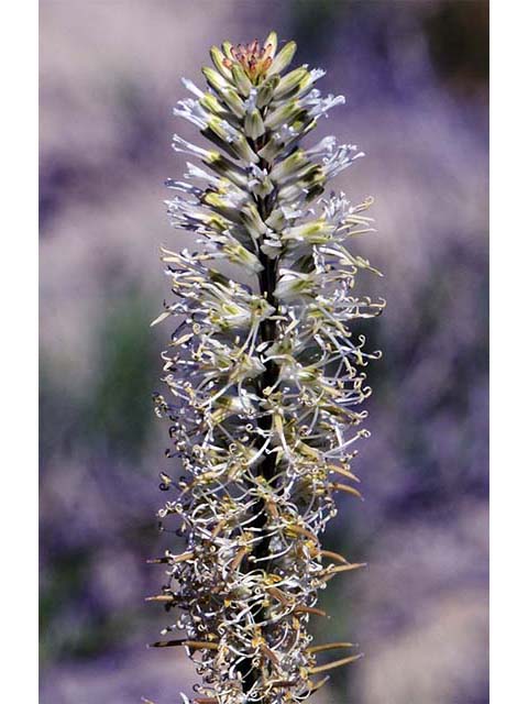 Thelypodium crispum (Crisped thelypody) #74846