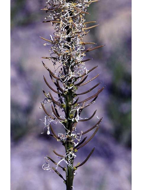 Thelypodium crispum (Crisped thelypody) #74847