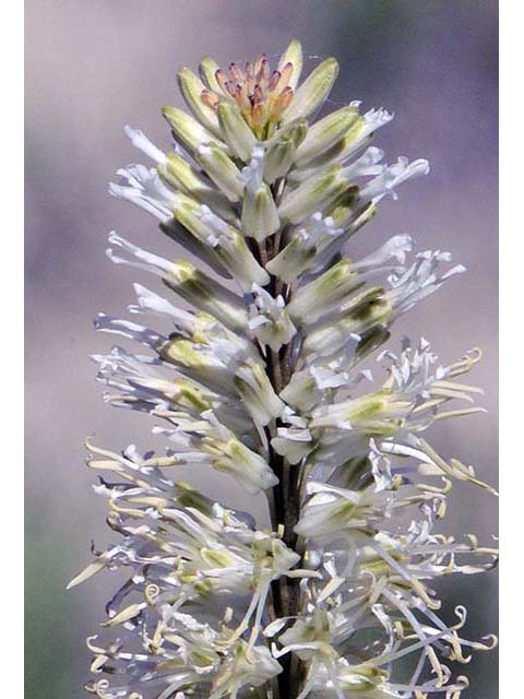 Thelypodium crispum (Crisped thelypody) #74848