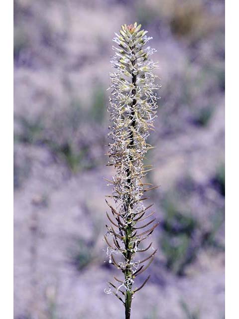 Thelypodium crispum (Crisped thelypody) #74850