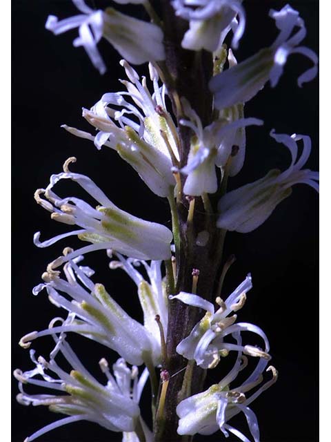 Thelypodium crispum (Crisped thelypody) #74851