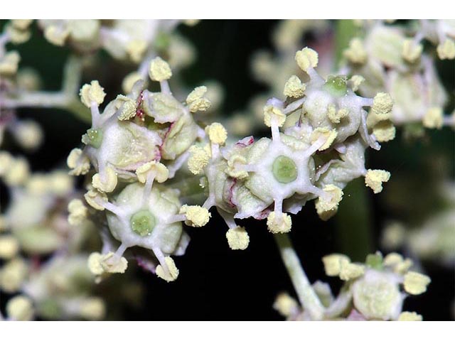 Sambucus nigra ssp. canadensis (Common elderberry) #74864