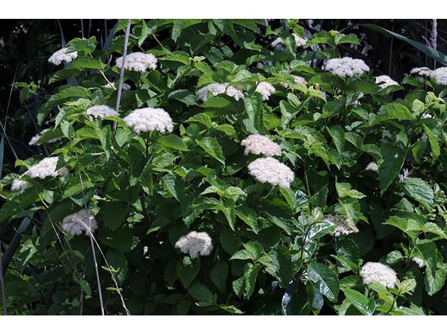 Viburnum dentatum (Southern arrowwood) #74873