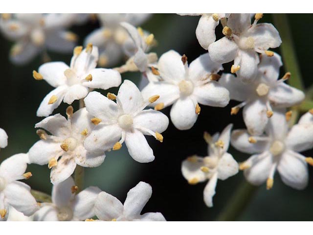 Sambucus nigra ssp. canadensis (Common elderberry) #74883