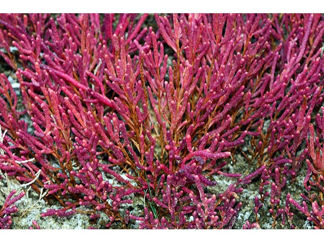 Salicornia rubra (Red swampfire) #74903