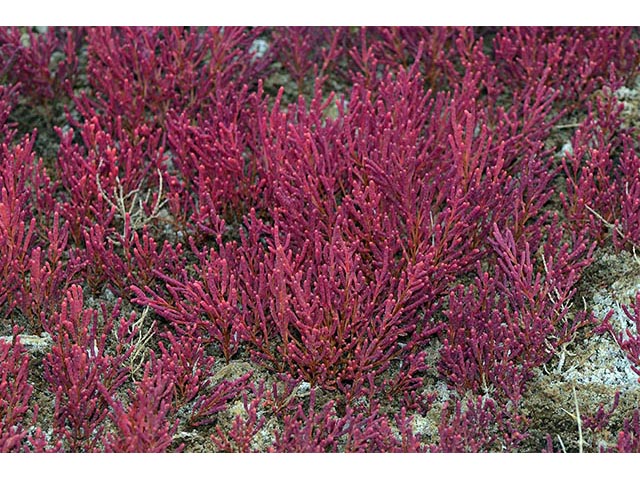 Salicornia rubra (Red swampfire) #74904