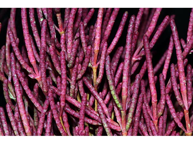 Salicornia rubra (Red swampfire) #74906