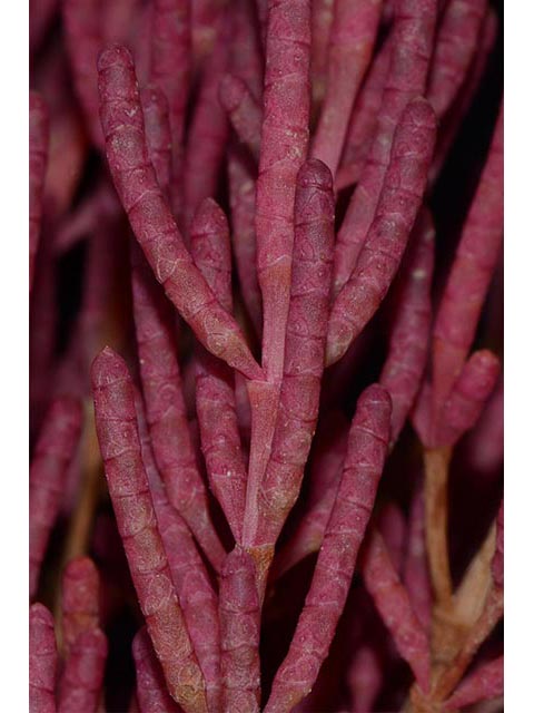 Salicornia rubra (Red swampfire) #74908