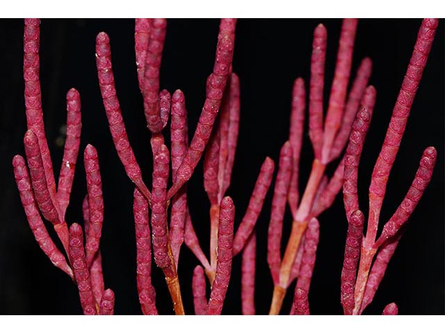 Salicornia rubra (Red swampfire) #74910