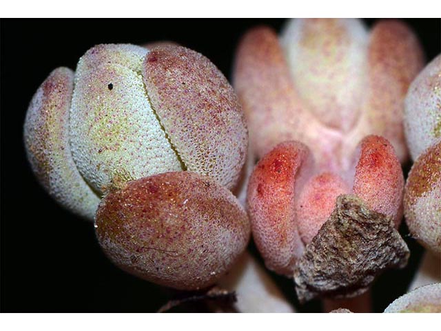 Sedum debile (Orpine stonecrop) #74945