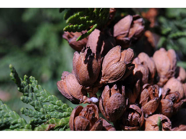 Thuja occidentalis (Arborvitae) #75027