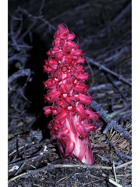 Sarcodes sanguinea (Snowplant) #75033