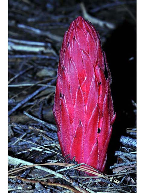 Sarcodes sanguinea (Snowplant) #75052