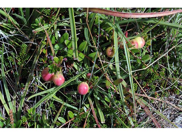 Vaccinium macrocarpon (Cranberry) #75056