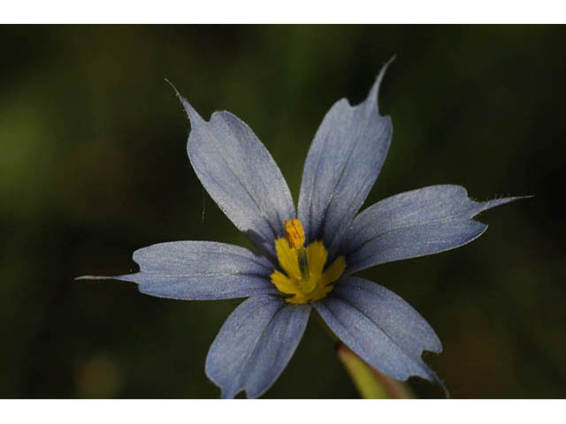 Sisyrinchium mucronatum (Needletip blue-eyed grass) #75088