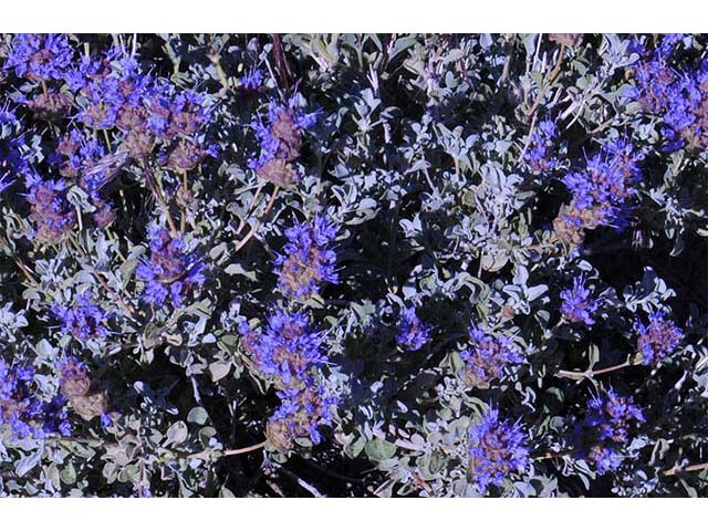 Salvia dorrii var. dorrii (Purple sage) #75118