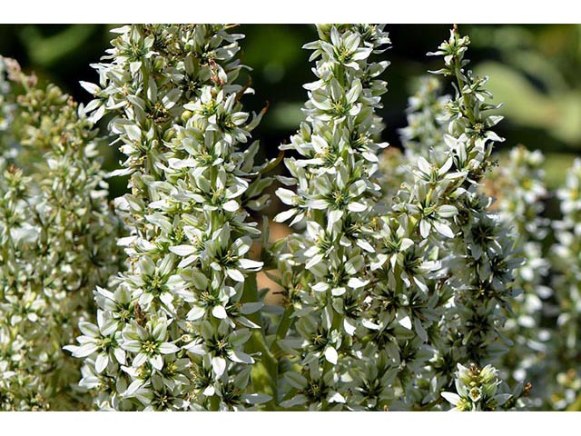 Veratrum californicum (California false hellebore) #75216