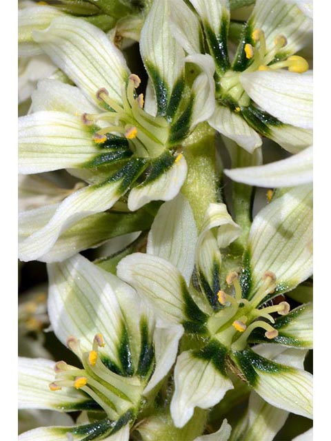 Veratrum californicum (California false hellebore) #75219