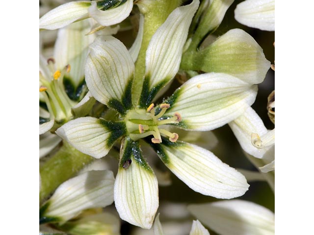 Veratrum californicum (California false hellebore) #75222