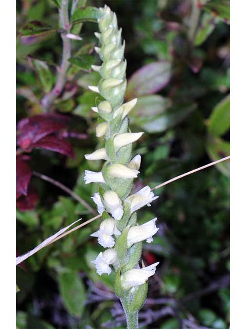 Spiranthes cernua (Nodding ladies'-tresses) #75245