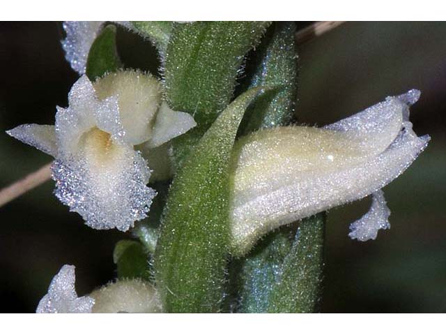 Spiranthes cernua (Nodding ladies'-tresses) #75249