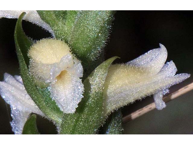 Spiranthes cernua (Nodding ladies'-tresses) #75250