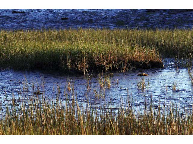 Spartina patens (Saltmeadow cordgrass) #75336