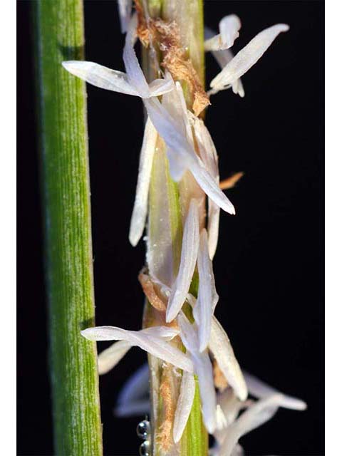 Spartina patens (Saltmeadow cordgrass) #75345