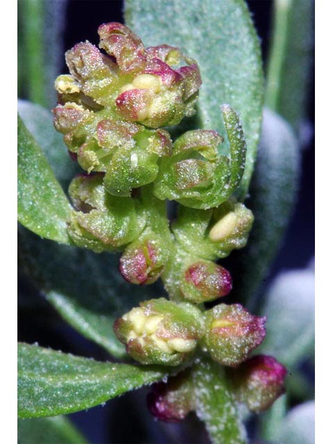 Sarcobatus vermiculatus (Greasewood) #75458