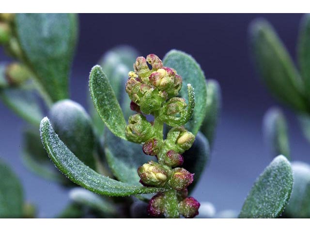 Sarcobatus vermiculatus (Greasewood) #75459