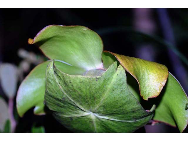 Sarracenia purpurea var. purpurea (Purple pitcherplant) #75472