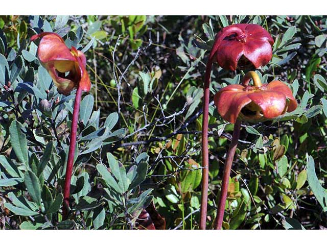 Sarracenia purpurea var. purpurea (Purple pitcherplant) #75480