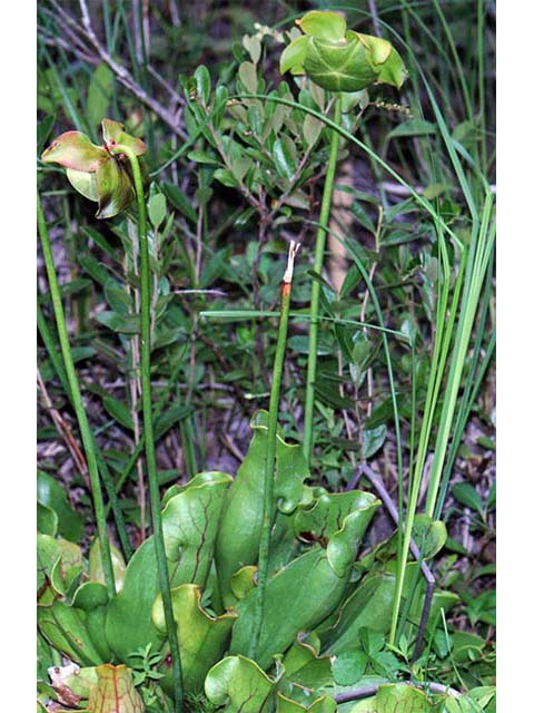 Sarracenia purpurea (Purple pitcherplant) #75494