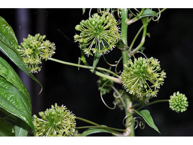 Smilax herbacea (Smooth carrionflower) #75536