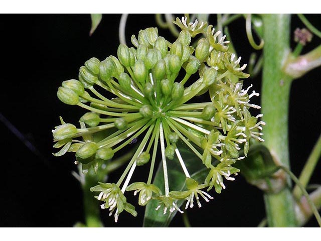 Smilax herbacea (Smooth carrionflower) #75537