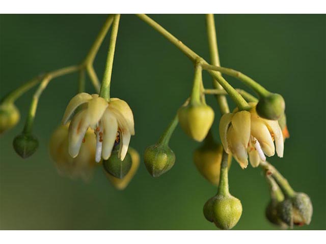 Tilia americana (American basswood) #75594