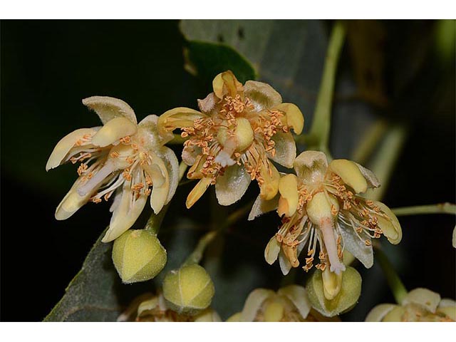 Tilia americana (American basswood) #75595