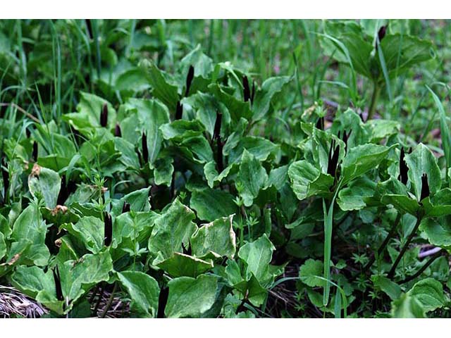 Trillium angustipetalum (Narrowpetal wakerobin) #75600