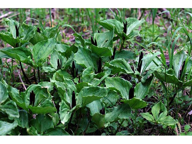 Trillium angustipetalum (Narrowpetal wakerobin) #75601