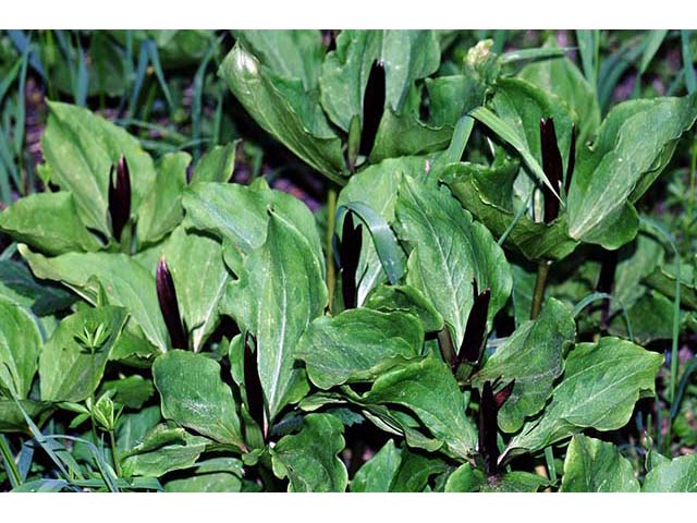 Trillium angustipetalum (Narrowpetal wakerobin) #75602