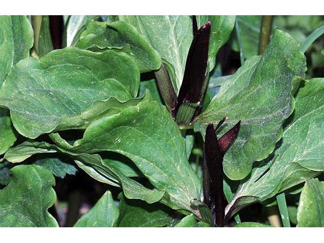 Trillium angustipetalum (Narrowpetal wakerobin) #75604