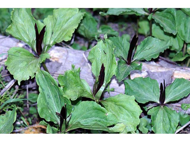 Trillium angustipetalum (Narrowpetal wakerobin) #75605