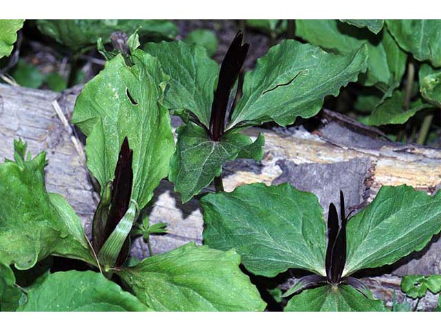 Trillium angustipetalum (Narrowpetal wakerobin) #75606