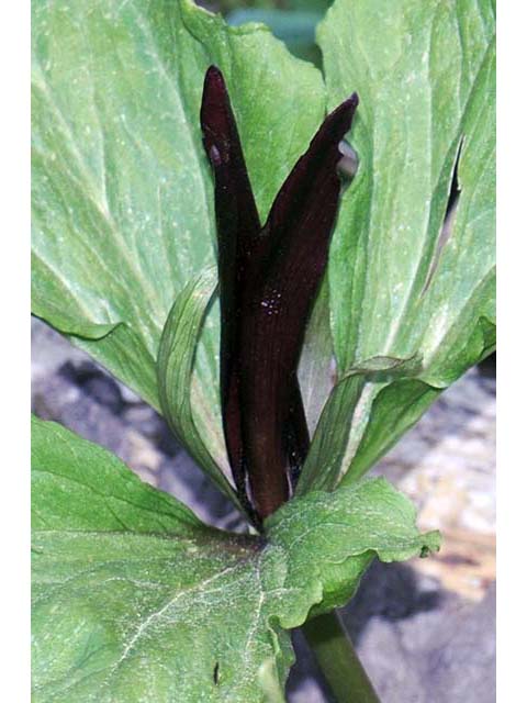 Trillium angustipetalum (Narrowpetal wakerobin) #75607