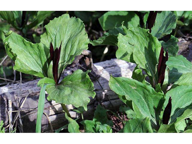 Trillium angustipetalum (Narrowpetal wakerobin) #75608