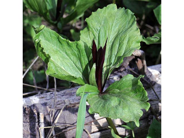 Trillium angustipetalum (Narrowpetal wakerobin) #75609