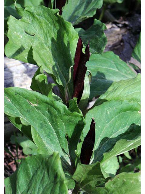 Trillium angustipetalum (Narrowpetal wakerobin) #75610