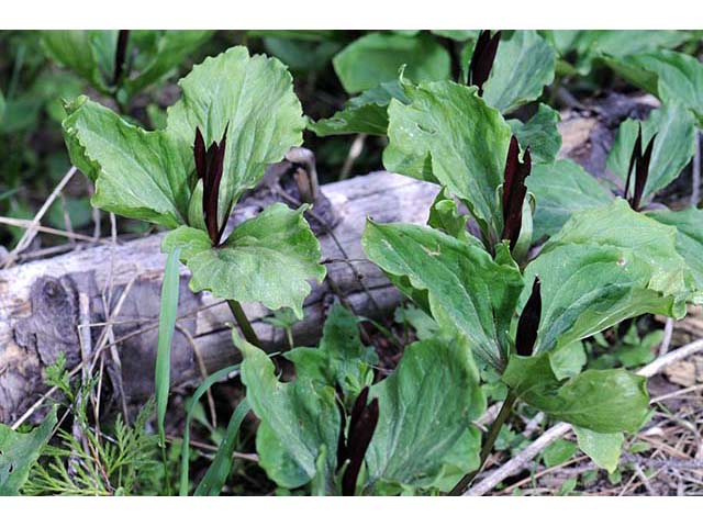 Trillium angustipetalum (Narrowpetal wakerobin) #75611